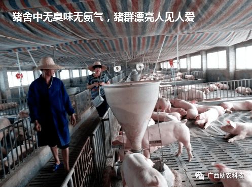 “猪场升级，绿色养殖