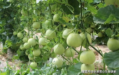 如何用正确肥料让花卉甜如初恋？