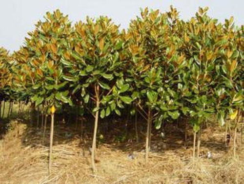 广玉兰与套栽小灌木的美丽邂逅