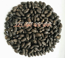 挑选籽粒饱满、 外表面无损坏的油茶籽作为种子