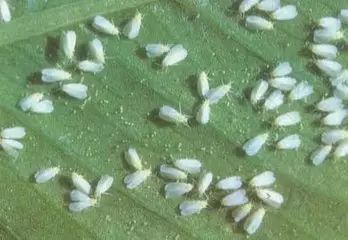 木虱的来历之谜