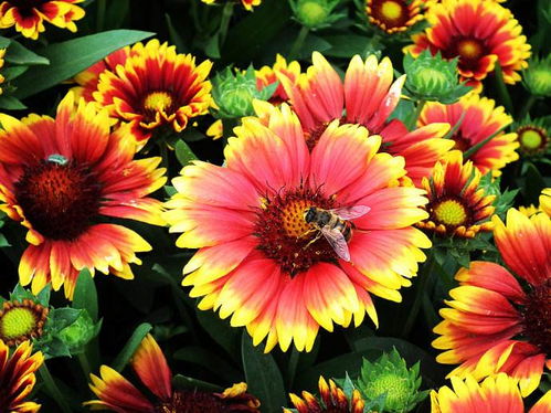 宿根天人菊的耐寒度