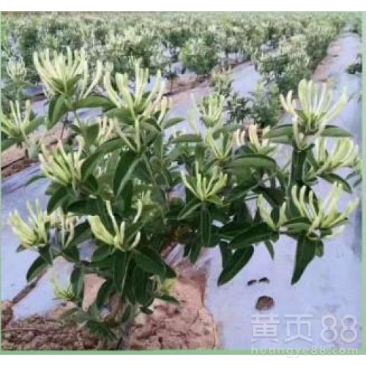 金银花种苗培育，关注金银花种植技术