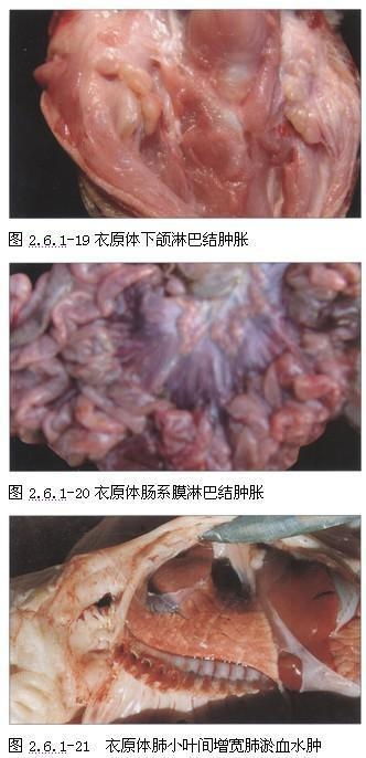 猪衣原体病症状、鉴别与防控方案是什么？