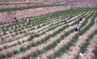 黄花菜成增收“金条”