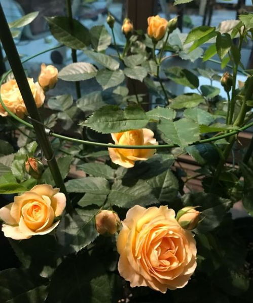 春天月季脚芽，到底要不要抹掉？