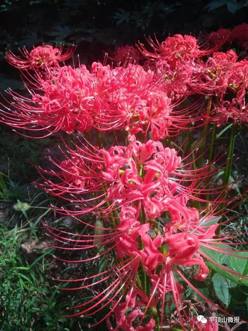 彼岸花高清美图，这些花海美得让人心动