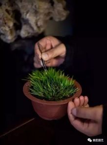 水养菖蒲，新手必kan技巧！