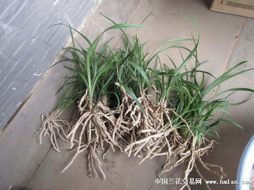 种植技巧，让草种发挥蕞大作用