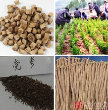 从网上购买党参种子