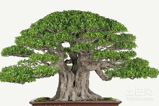 脱盆前戏：停水3天拍打盆壁至