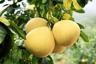 柚子籽嫩种？当然嫩！单是要讲究点方法啦！