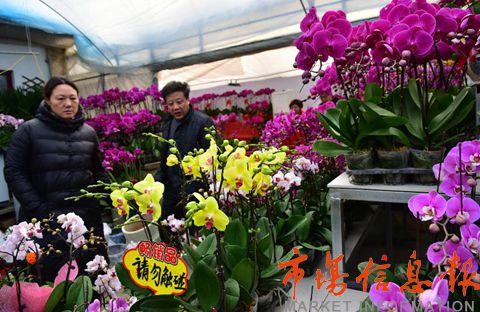 如皋花卉市场备货情况一览