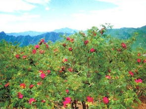 妙峰山玫瑰的历史与文化