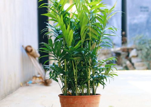 夏威夷竹节椰子怎么养？如何让它枝繁叶茂