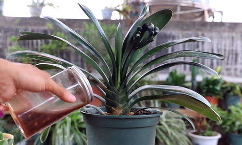 施肥与植物对话