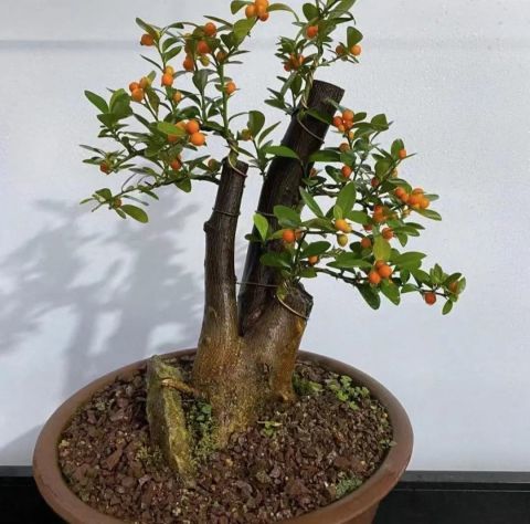 青冈木扦插繁殖， 一个值得探讨的话题