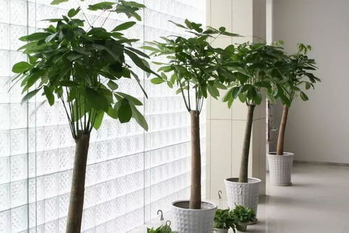 第一步：挑选发财树