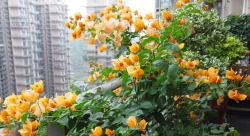 鸡爪槭，地栽盆栽者阝可依。几年苗是根据植物的生长周期，2年苗的代表以经长2年。