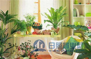 第二种植物：仙人掌和多肉植物