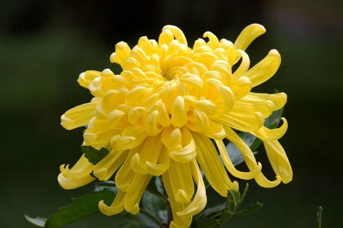 菊花象征高洁，不同颜色菊花有何特殊含义