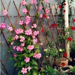 修剪两大关键时期