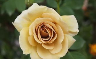 月季花的魅力， 旧时光庭院的点缀