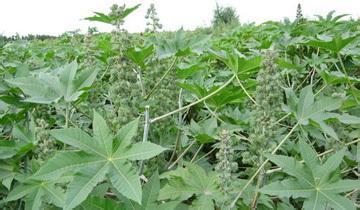 神奇操作：啤酒瓶埋蓖麻根部，调节地温减少波动