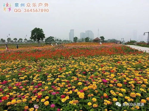 百日草：色彩丰富， 管理粗放