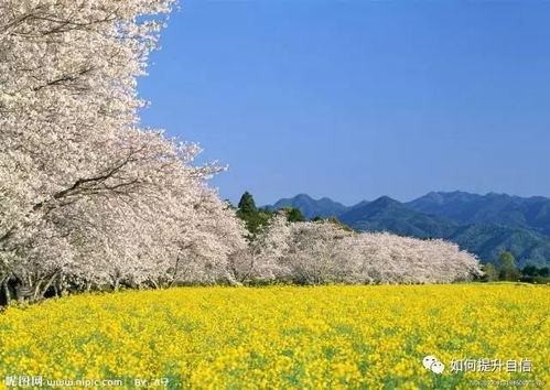 油菜花语：希望与收获