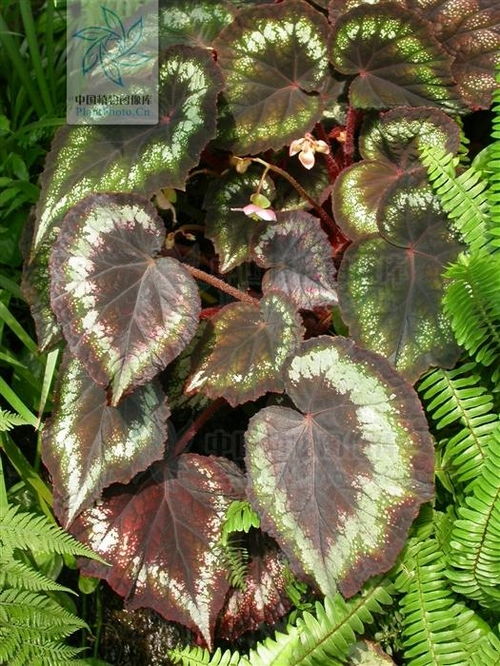 一、蟆叶秋海棠：独特的气质，养护也不简单