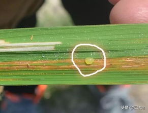 米兰介壳虫用什么高效农药治疗最有效