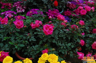 月季的管理技术