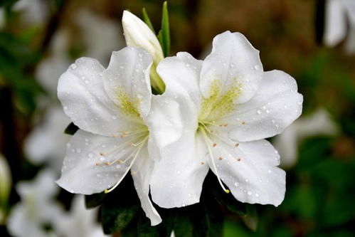 杜鹃：别被娇气传闻吓到！浙江山上的野生杜鹃多着呢。我用的松针土+硫酸亚铁，自来水晾两天再浇