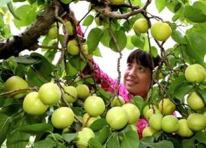 杏梅的种植时机