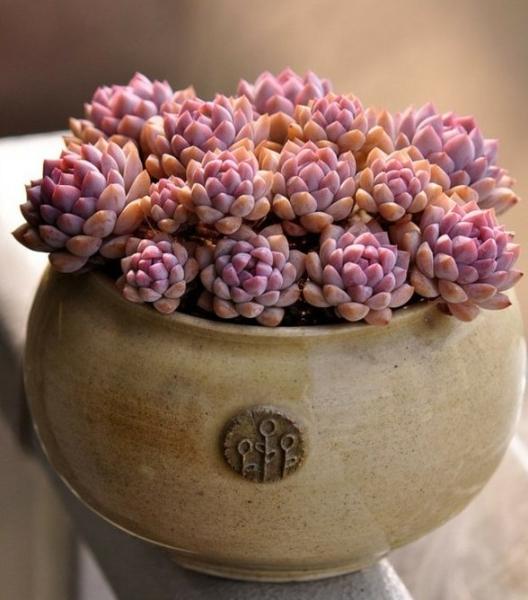 想看多肉植物美图？这篇文章带你领略多肉魅力