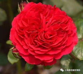 种植、 浇水、修剪，达芬奇月季的日常