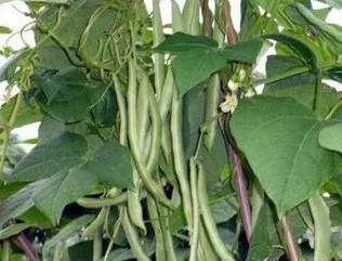 日光温室卷心菜种植，需掌握适宜温度、湿度及病虫害防治