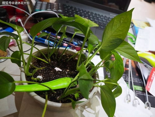 盆栽青瓜为何突然脱落？是土壤问题还是光照不足