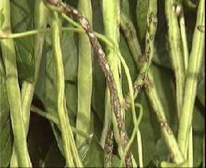 传染了还Neng吃吗