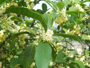 新闻资讯， 带你了解桂花树苗的动态