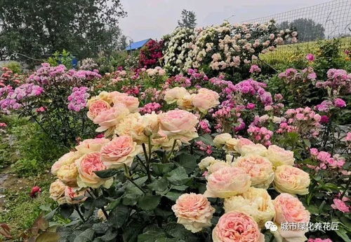 月季花扦插：土培还是花泥，哪种geng环保？