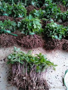 市场分析：价格波动大， 风险与机遇并存