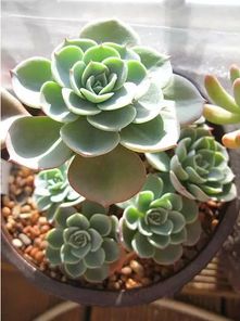 多肉的花为什么要剪掉？难道是为了更美的造型