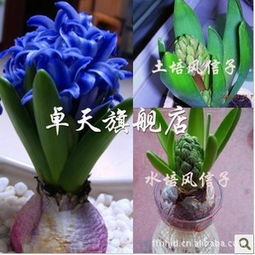 风信子：低矮整齐， 花儿美美哒