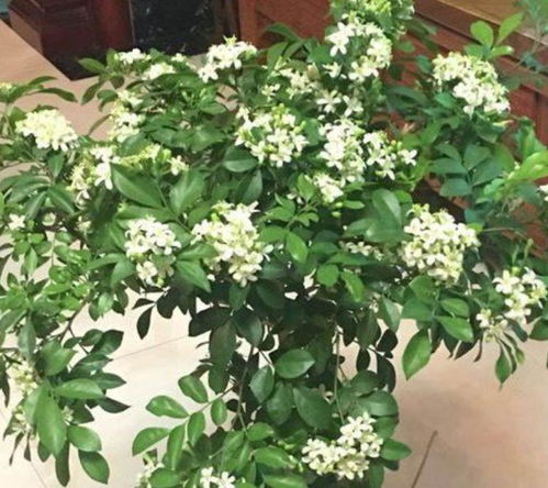 白杜丹生长要素揭秘