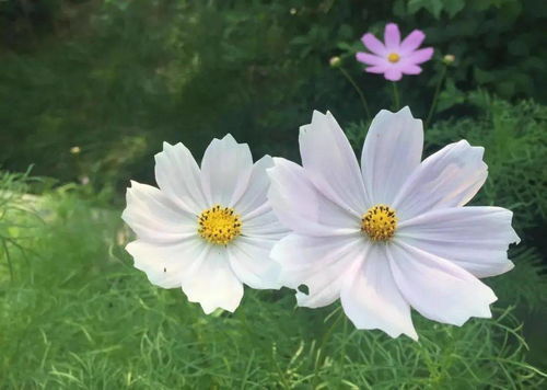 格桑花：高原的守护神