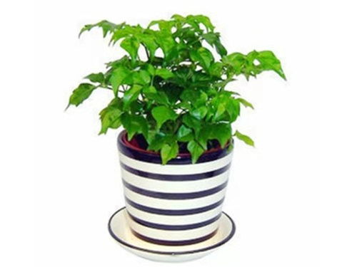 黄豆肥的保存和使用