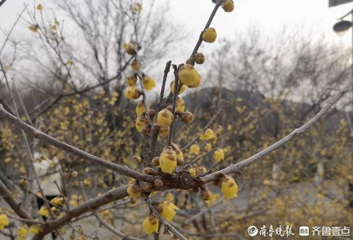 腊梅的香气从何而来？