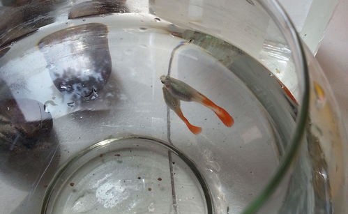 孔雀鱼难产，指雌鱼在产卵过程中因卵子过大或生殖道异常导致无法顺利产卵